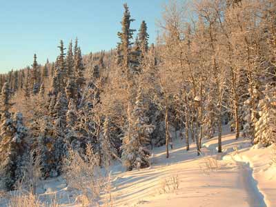 Alaskan Forest